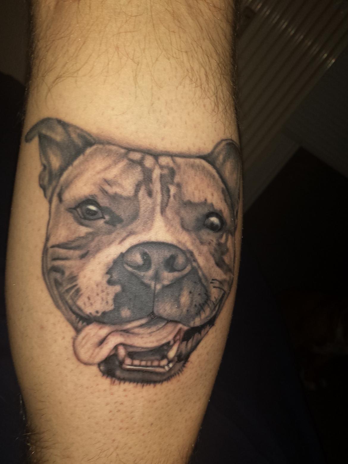 Staffordshire bull terrier Gizmo - ER SÅ STOLT over min dregn! af han har et evigt minde på min krop! ELSKER DIG MØFFE! billede 6