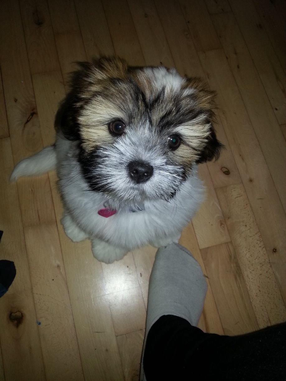 Lhasa apso Bibi Friis  billede 10