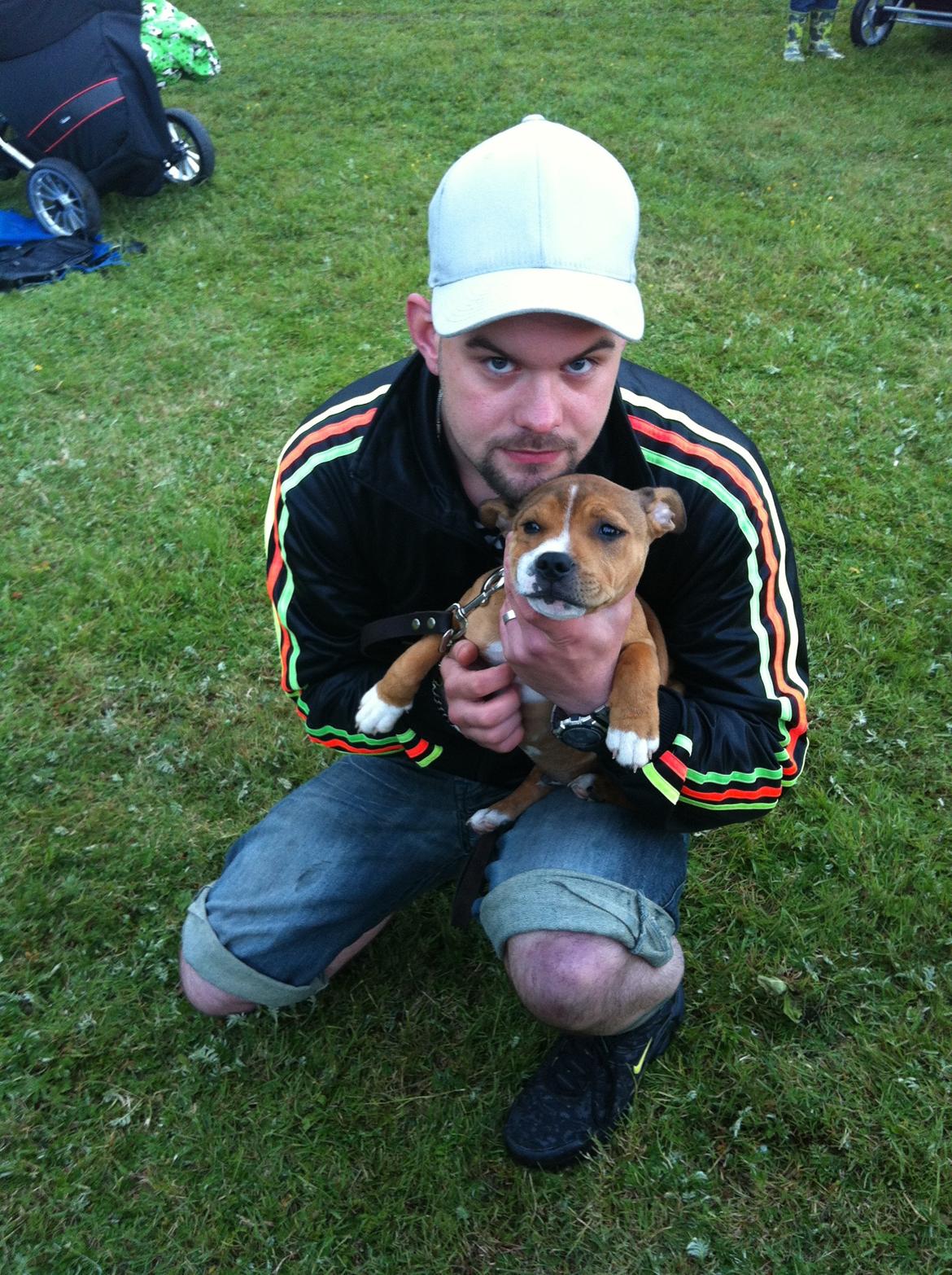 Staffordshire bull terrier Gizmo - SÅ lille og sød! DENGANG! billede 7