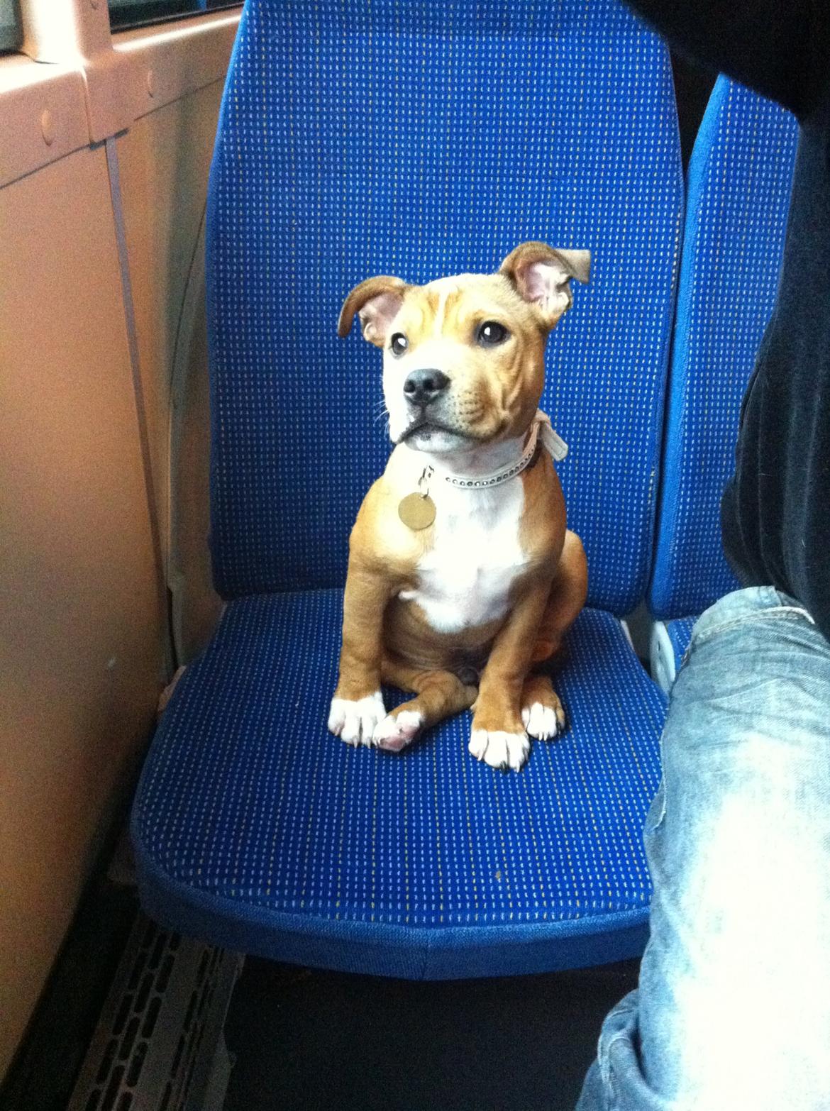 Staffordshire bull terrier Gizmo - Gizmo´s første Bus tur! RIGTIG dygtig! billede 8