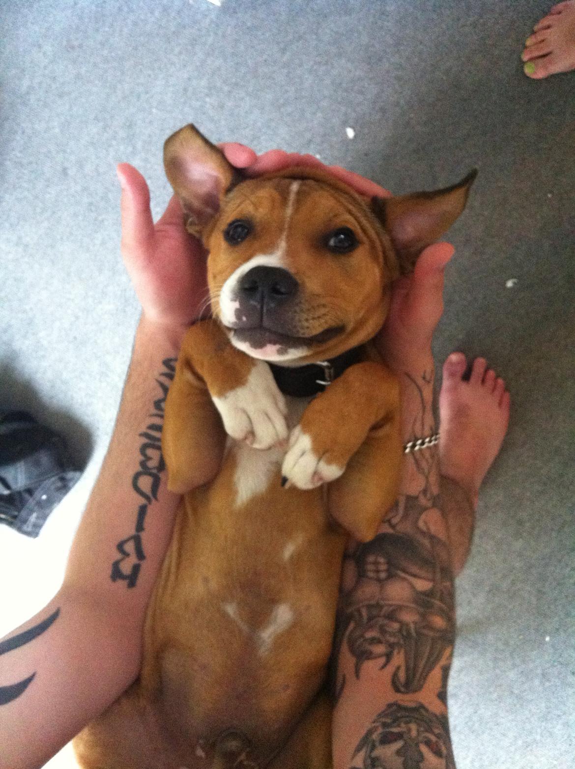 Staffordshire bull terrier Gizmo - NÅÅÅÅRH dengang var du så lille baby!  billede 9