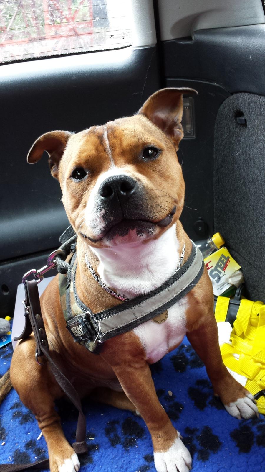 Staffordshire bull terrier Gizmo - er jeg ikke smuk! billede 10