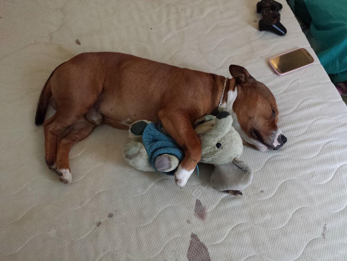 Staffordshire bull terrier Gizmo - Her er han MEGET SYG! billede 11