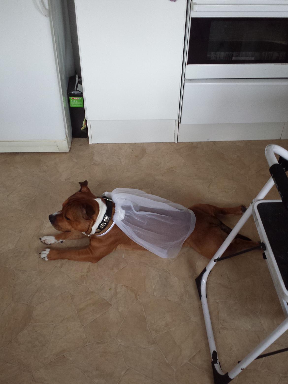 Staffordshire bull terrier Gizmo - JEG ER IKKE EN PRINSESSE! jeg er faktisk Møffe-Manden! billede 12