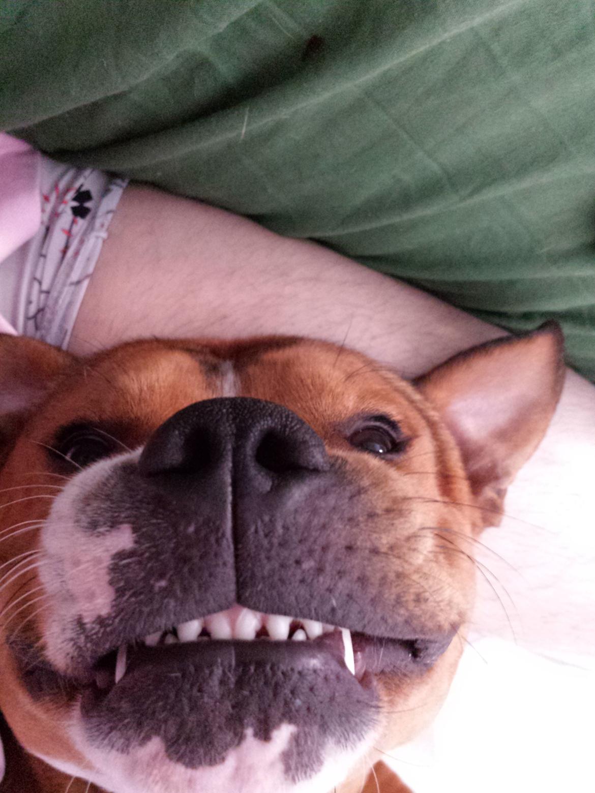 Staffordshire bull terrier Gizmo - SE hunde kan godt smile ! billede 13