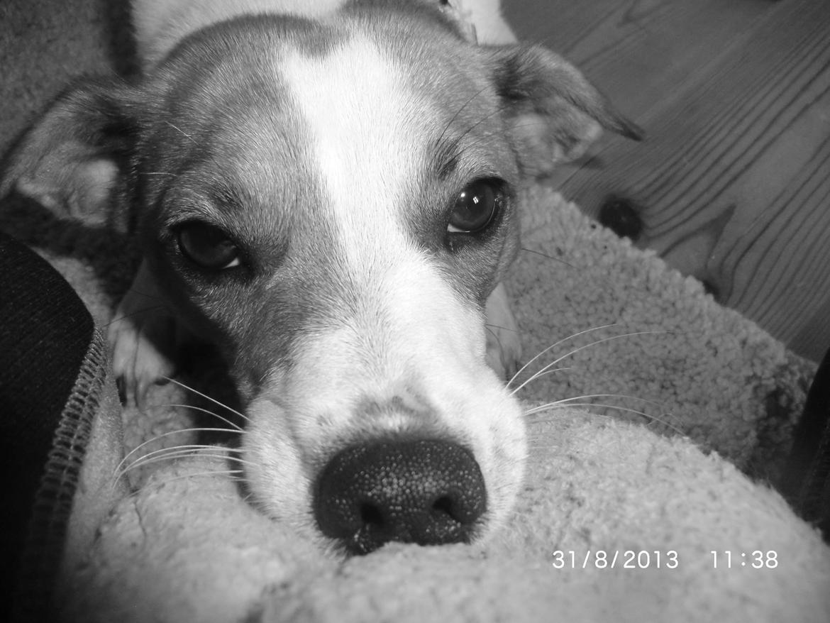 Dansk svensk gaardhund Liv billede 11