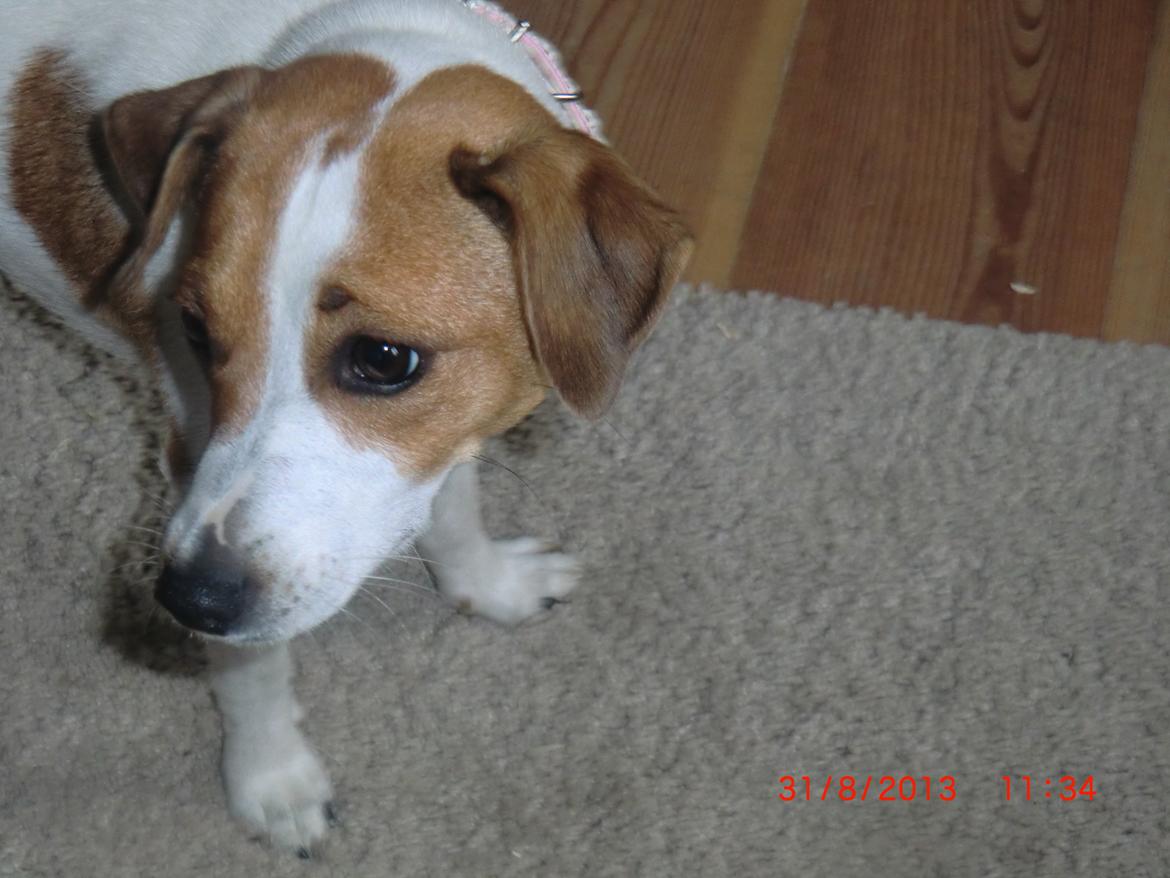 Dansk svensk gaardhund Liv billede 30