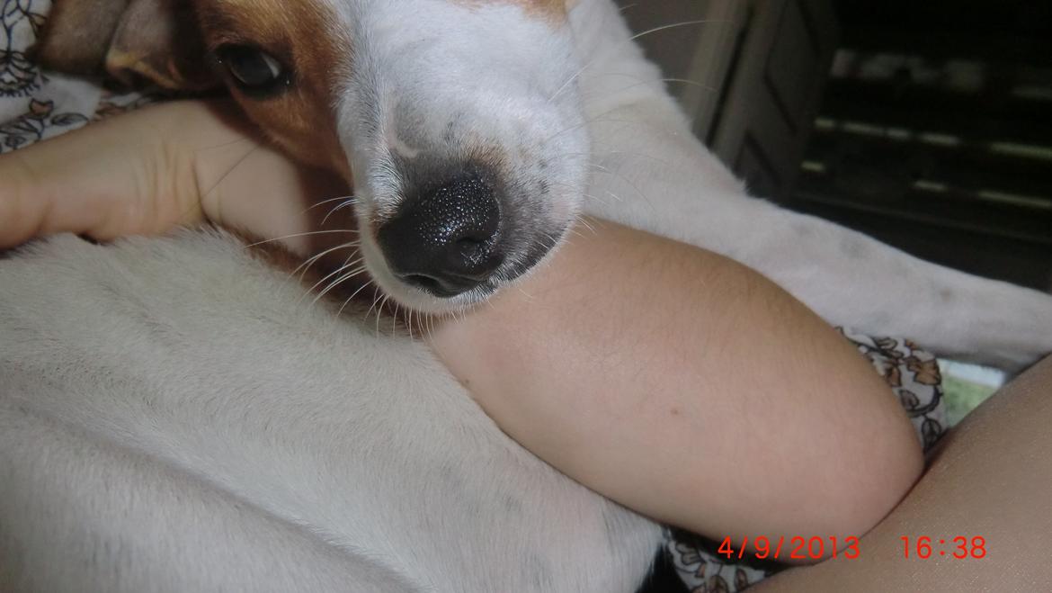 Dansk svensk gaardhund Liv billede 31