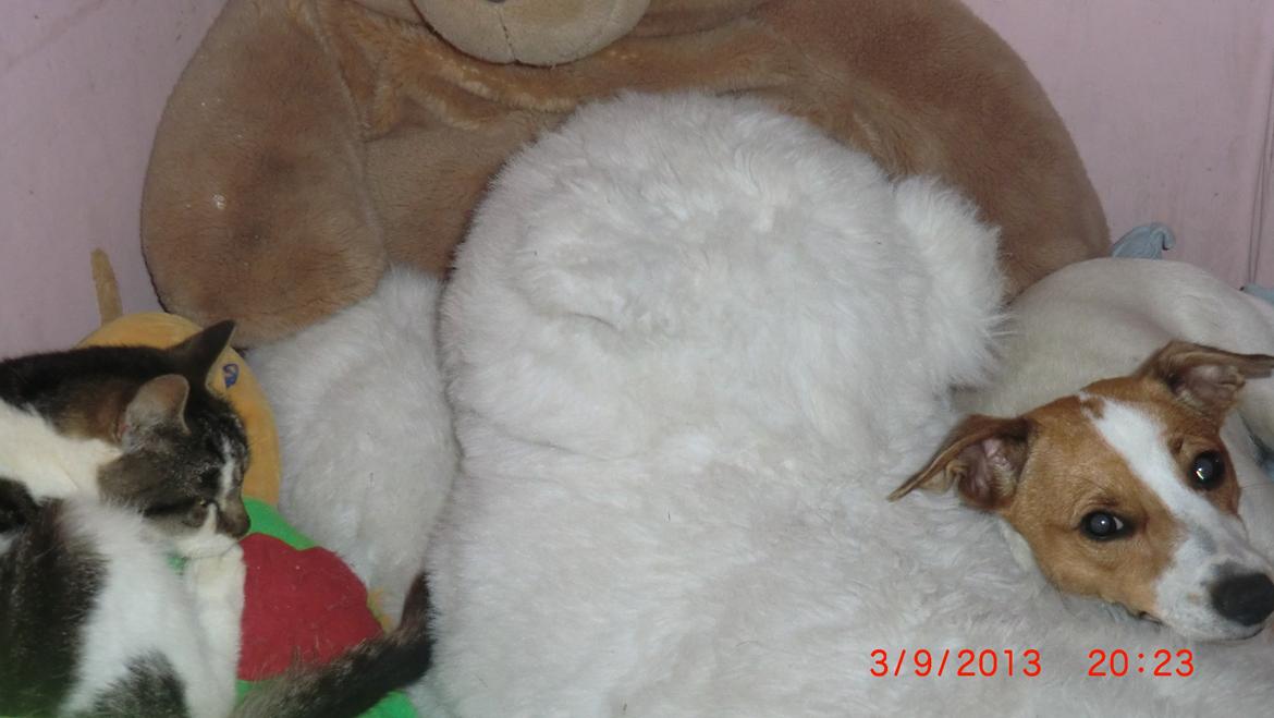 Dansk svensk gaardhund Liv billede 32