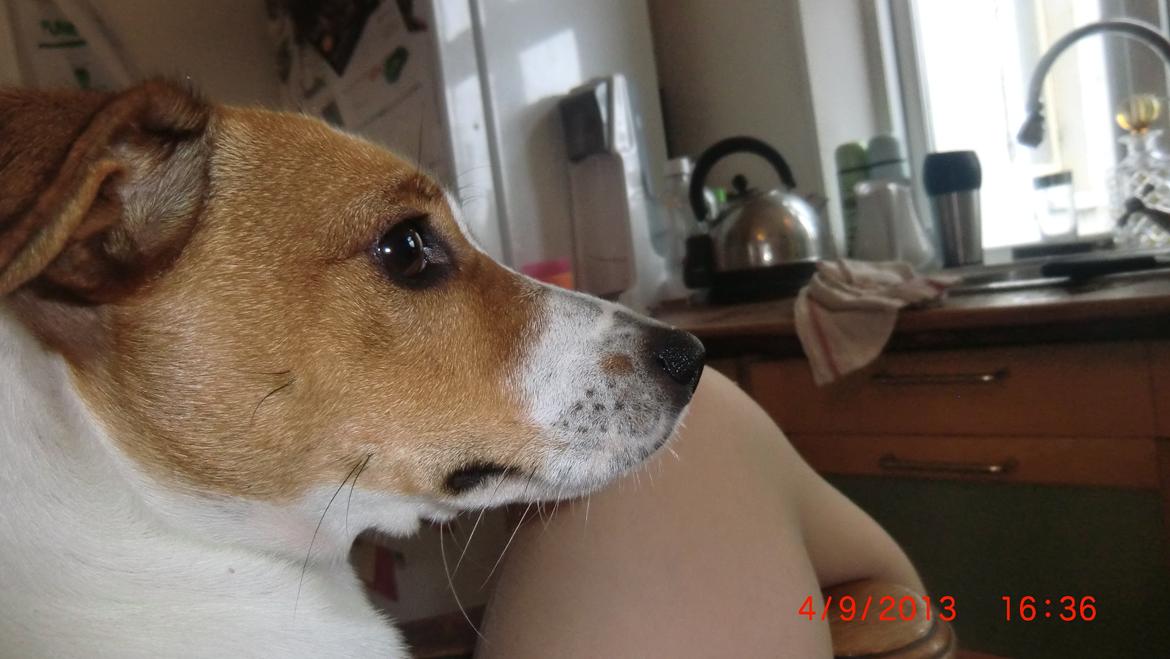 Dansk svensk gaardhund Liv billede 33