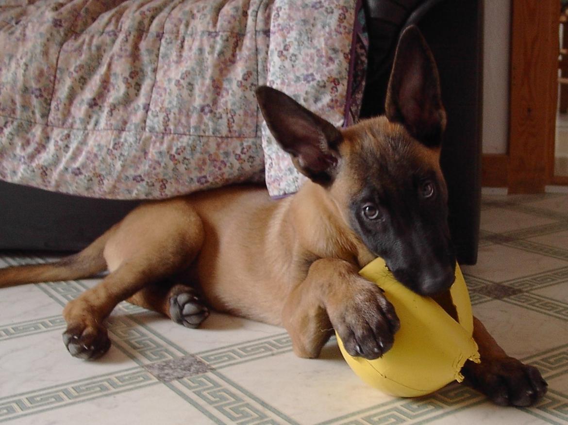 Malinois QuBik billede 6