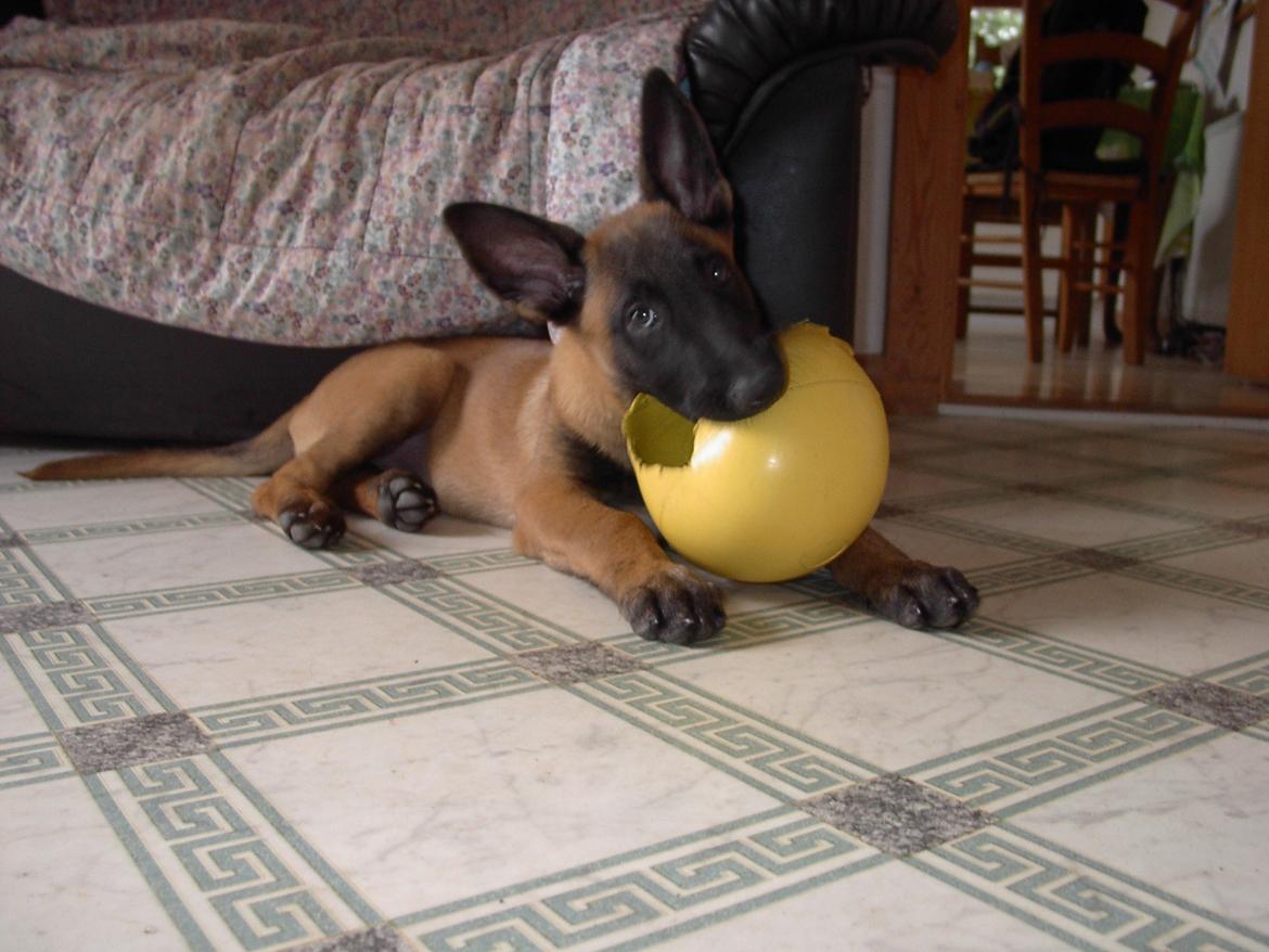 Malinois QuBik billede 7