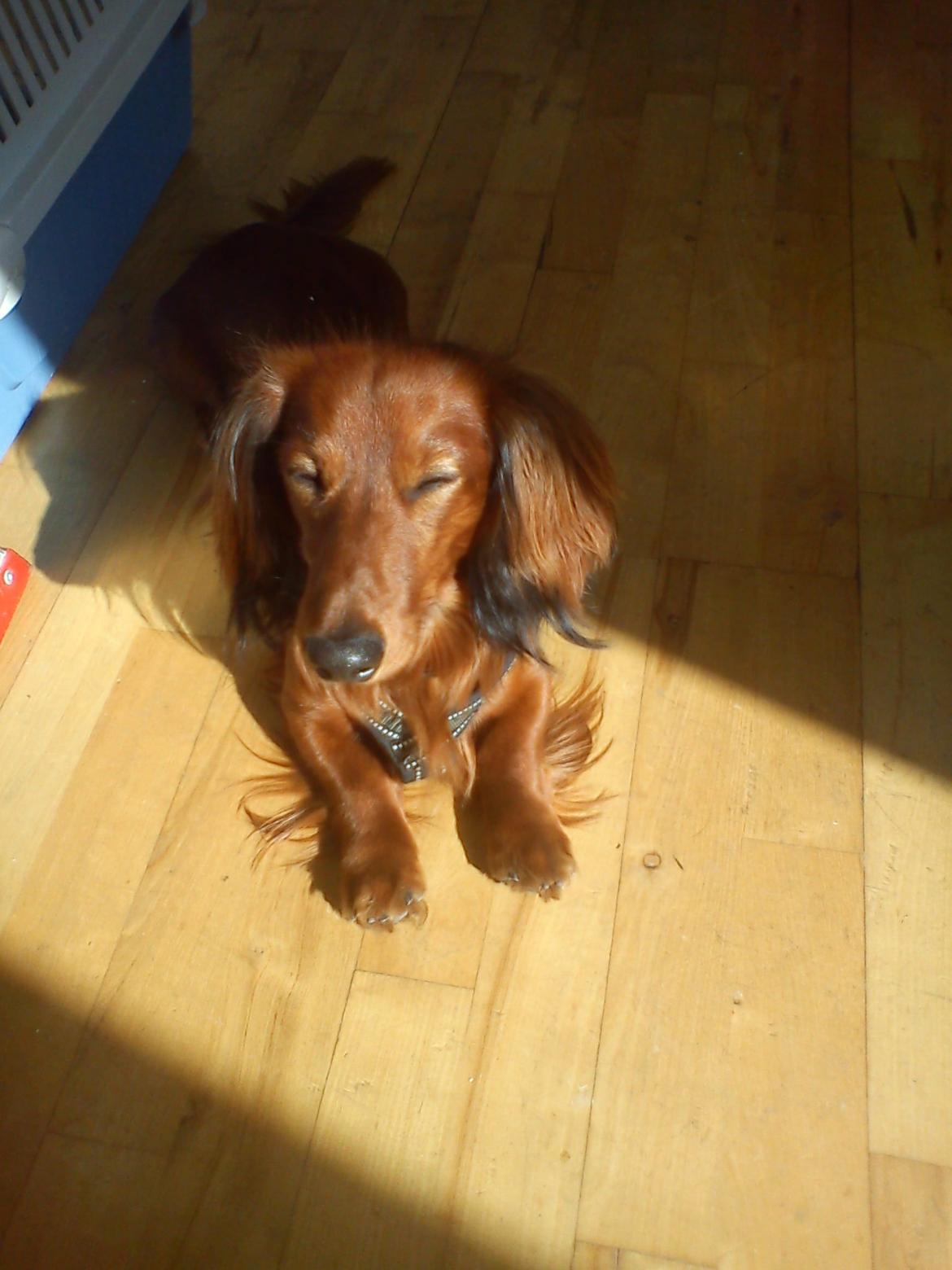 Gravhund Milas billede 1