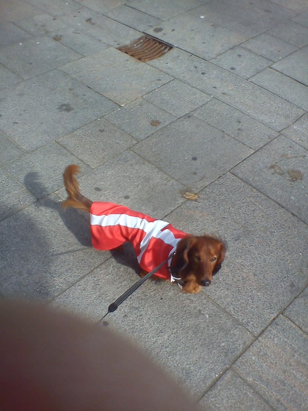 Gravhund Milas billede 2