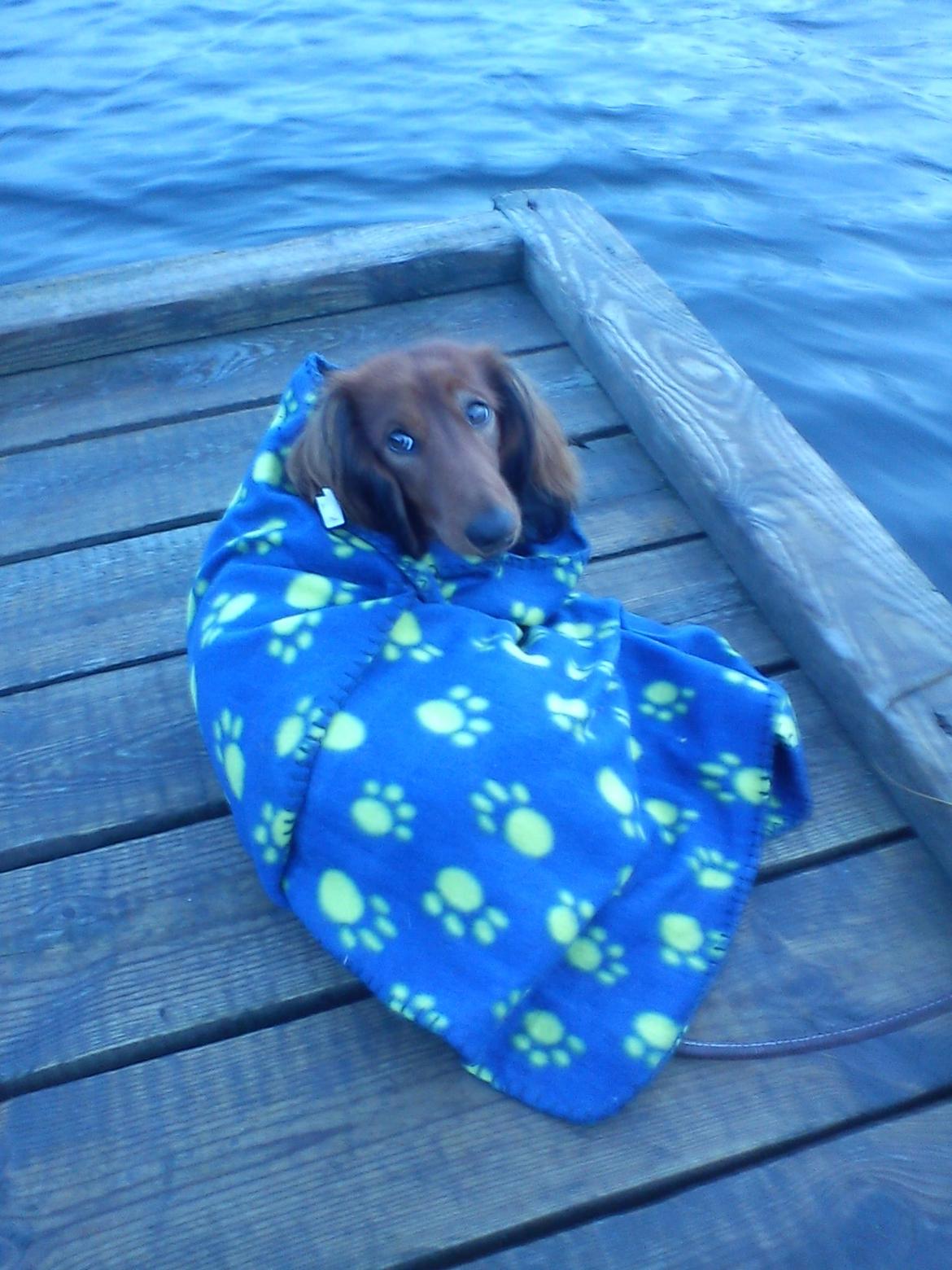 Gravhund Milas billede 3