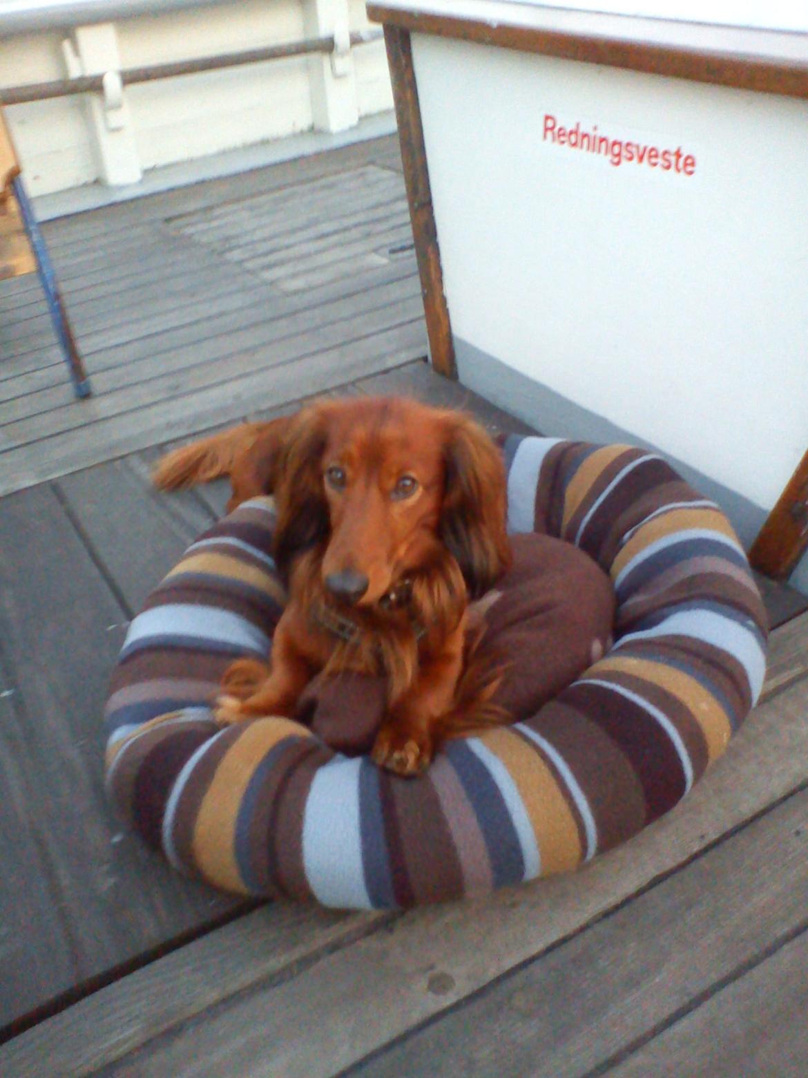 Gravhund Milas billede 4