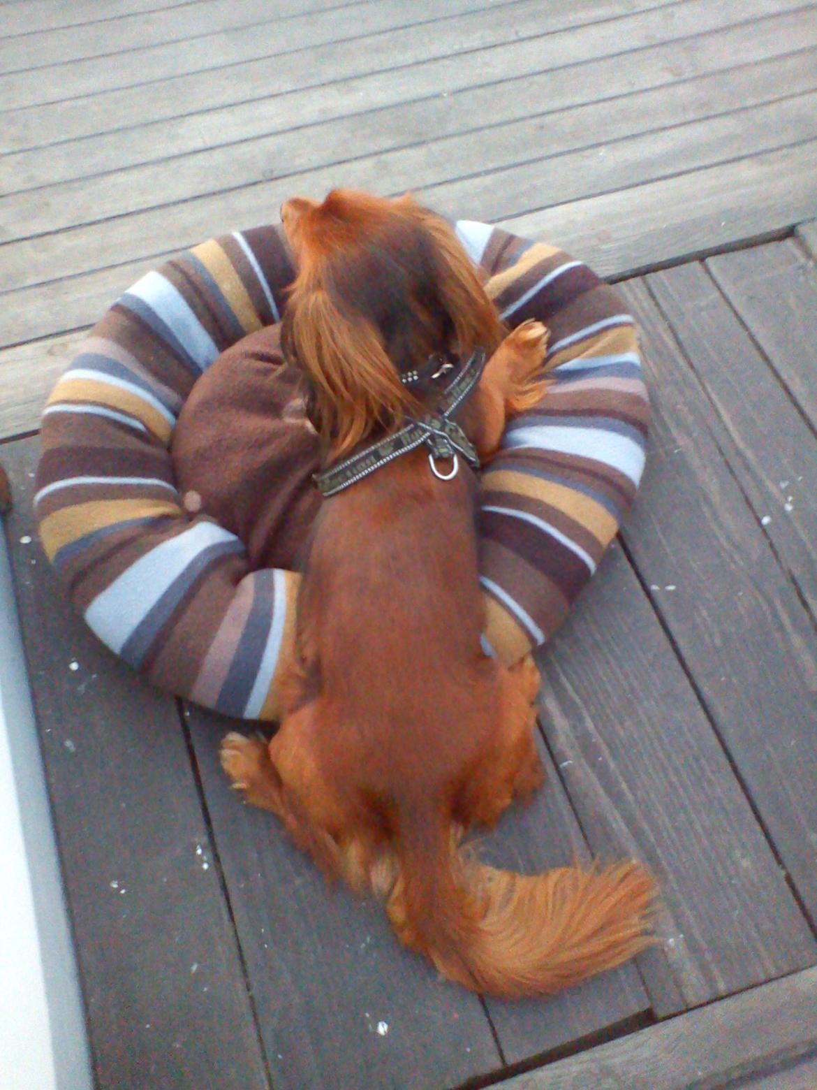 Gravhund Milas billede 5