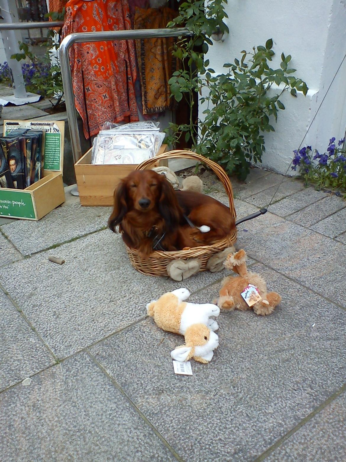 Gravhund Milas billede 6