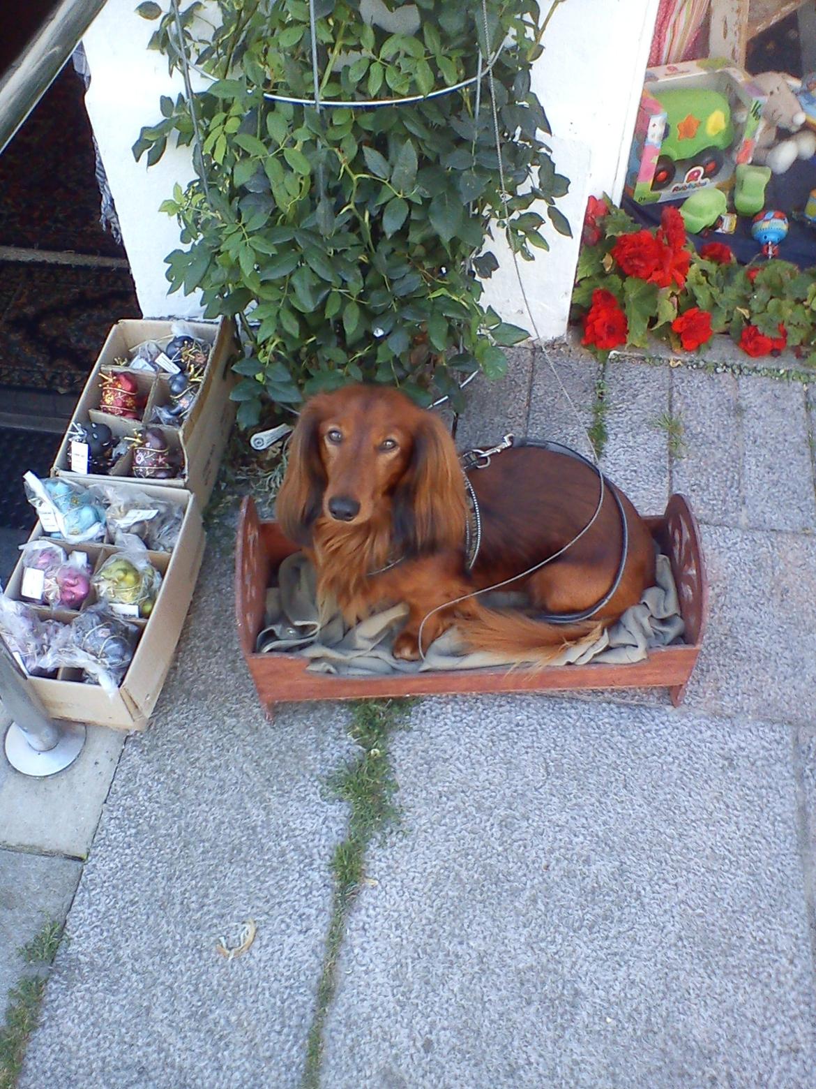 Gravhund Milas billede 7