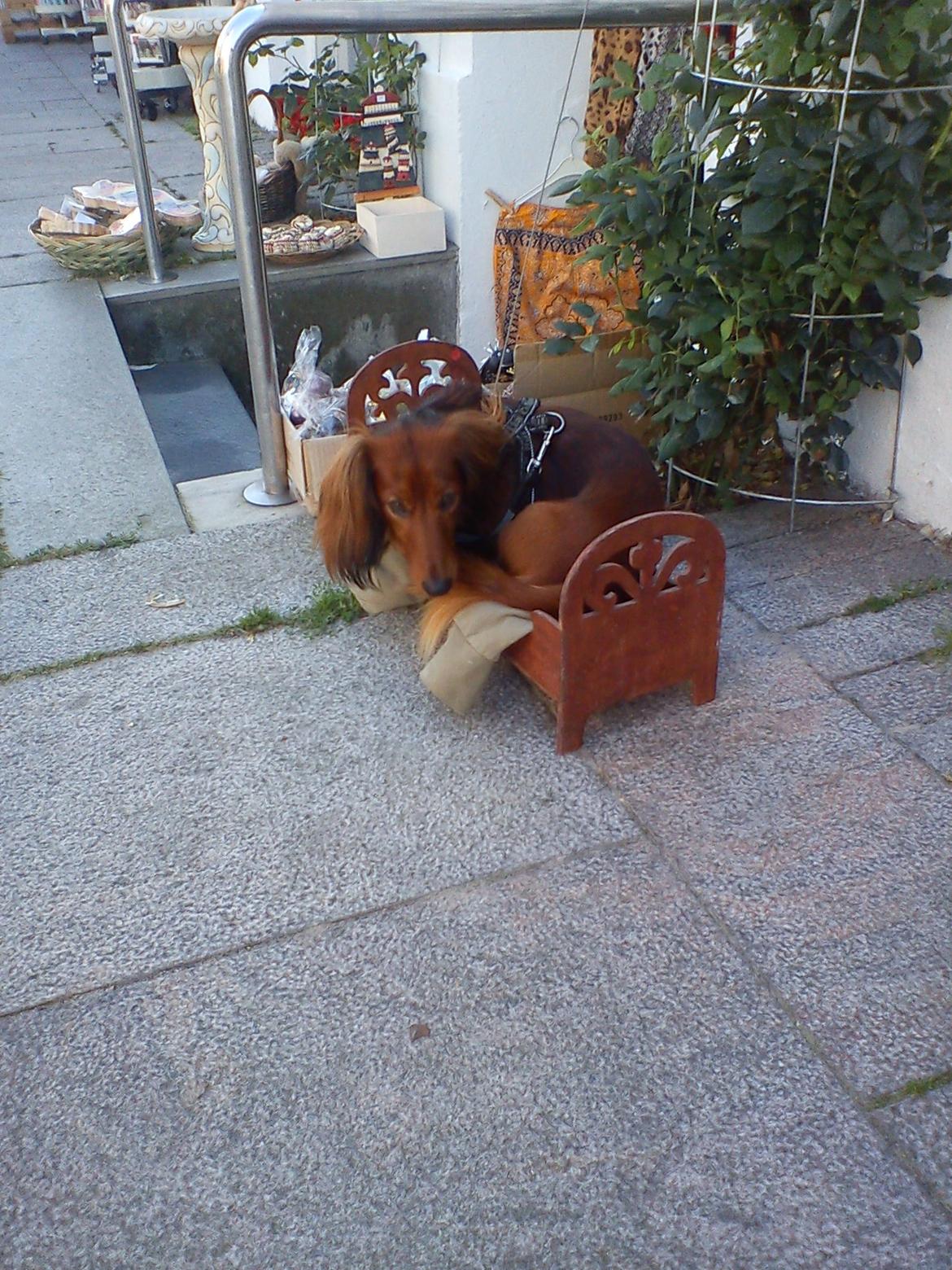 Gravhund Milas billede 8