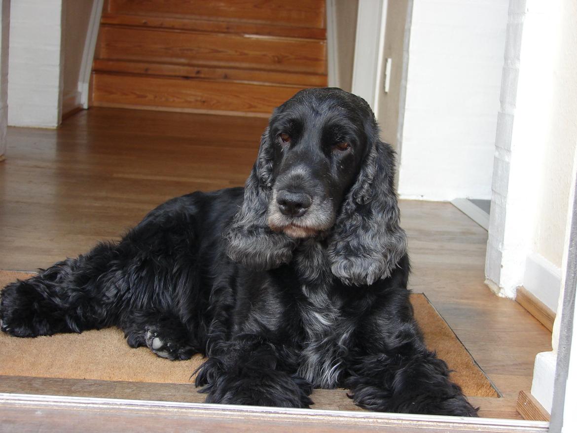 Cocker spaniel Rosa - Rosa slapper af :) billede 1