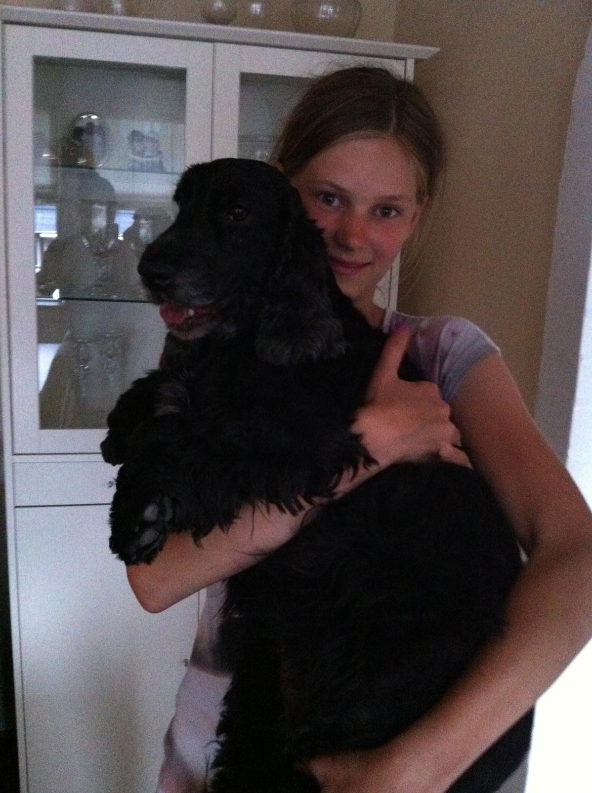 Cocker spaniel Rosa - Me and Rosa billede 3