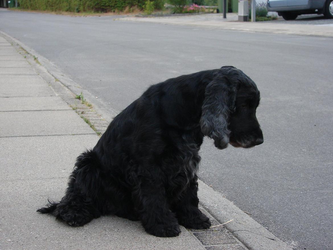 Cocker spaniel Rosa - Rosa billede 4