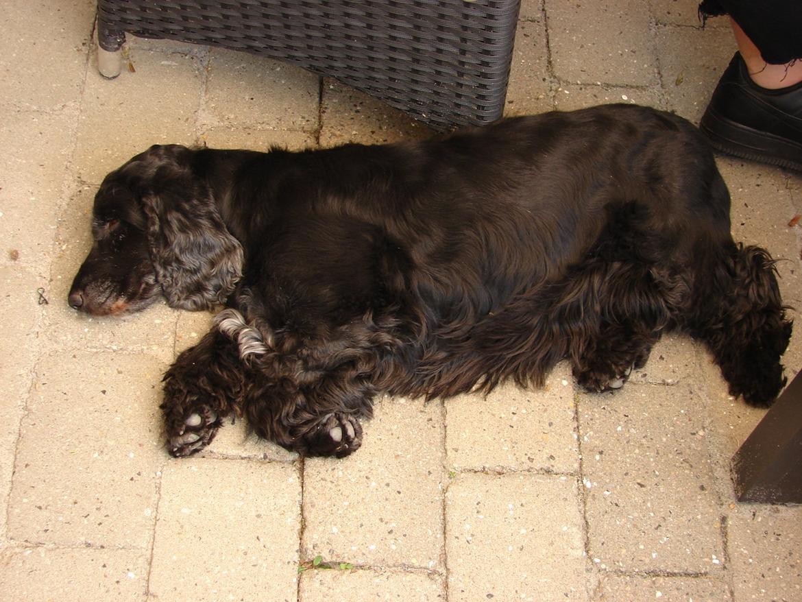 Cocker spaniel Rosa - Trætte Rosa billede 5