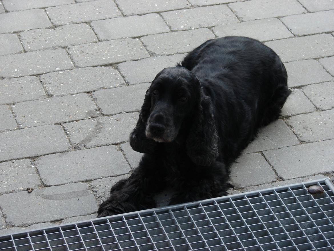 Cocker spaniel Rosa - "Hej med dig!" billede 6