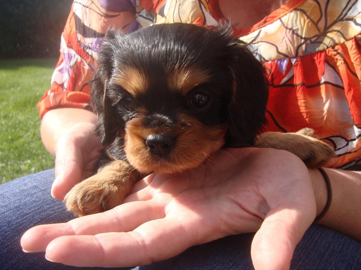 Cavalier king charles spaniel Choko - Choko 6 uger. Hun møder "bedstemor" for første gang billede 10