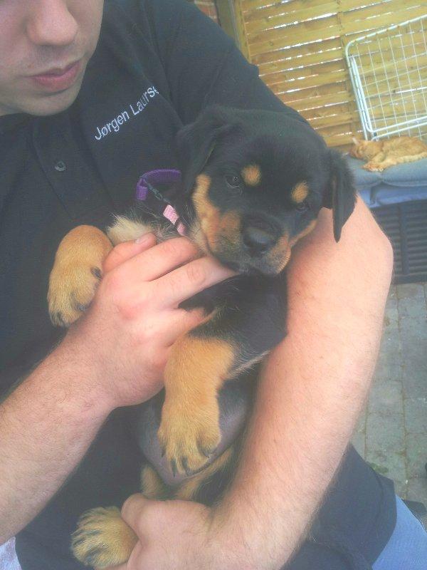 Rottweiler Stella - Mindi's Stella Af Aidt - store hyggefis efterhånden <3<3 billede 19
