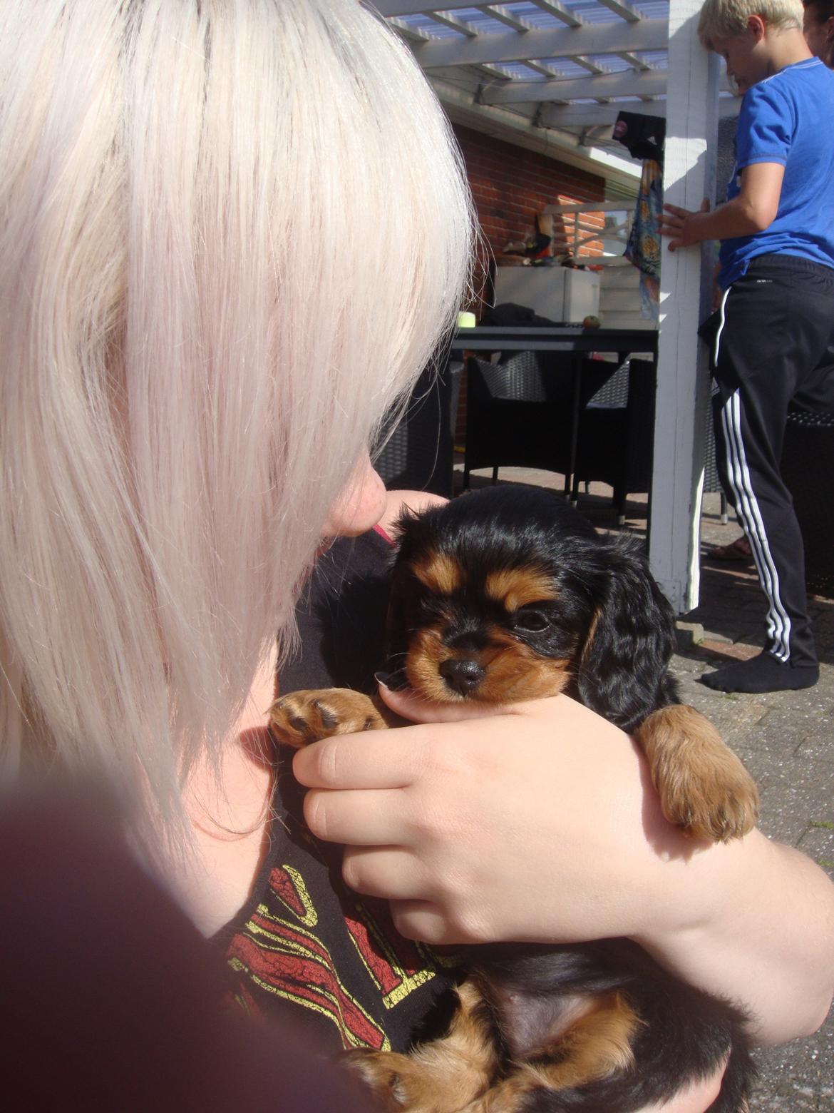 Cavalier king charles spaniel Choko - Choko 6 uger. Hun har nu lært at bruge tænderne billede 9