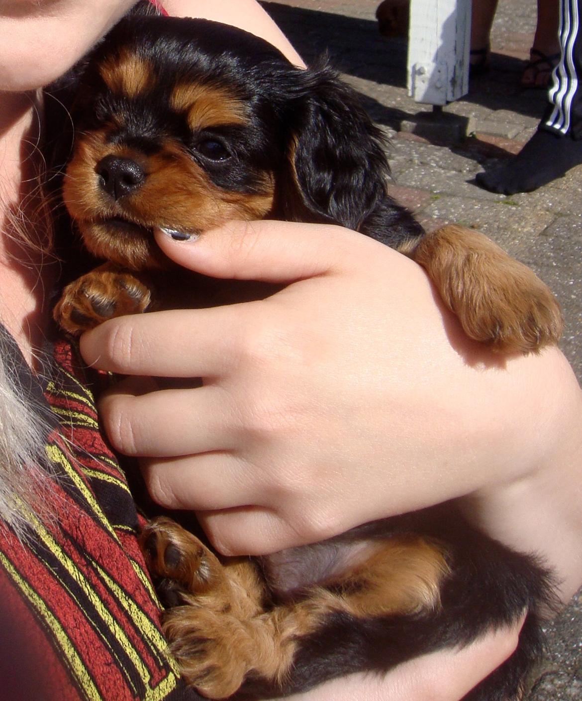 Cavalier king charles spaniel Choko - Choko 6 uger. Hun har nu lært at bruge tænderne billede 7