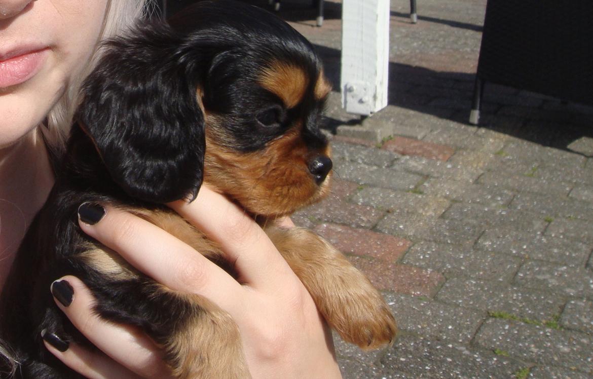 Cavalier king charles spaniel Choko - Choko 6 uger billede 8