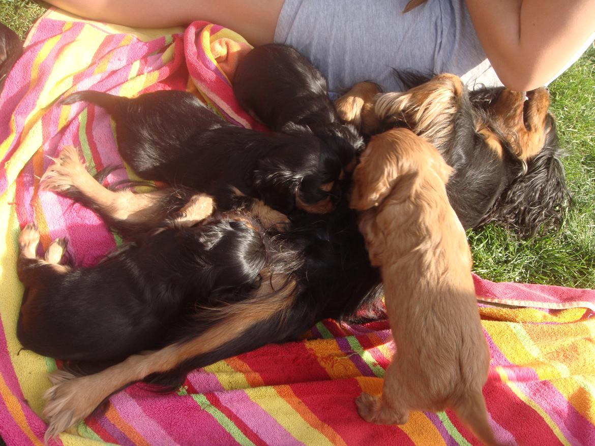 Cavalier king charles spaniel Choko - Choko og hendes søskende. 6 uger. Mælkebaren har stadig åben billede 11