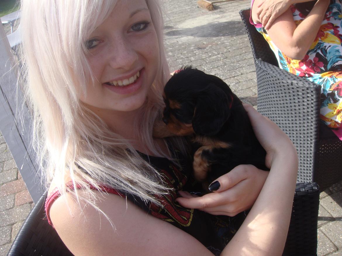 Cavalier king charles spaniel Choko - Min lille Choko 6 uger billede 13