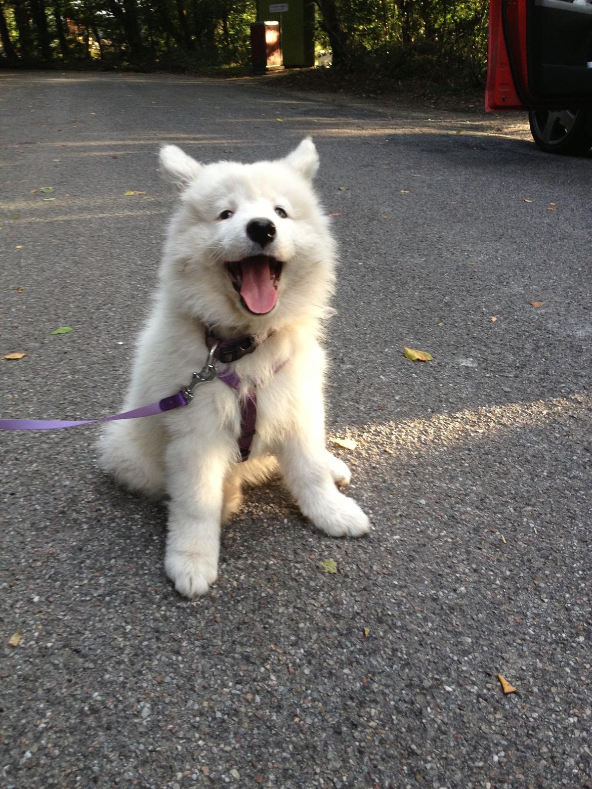 Samojedhund monik billede 1