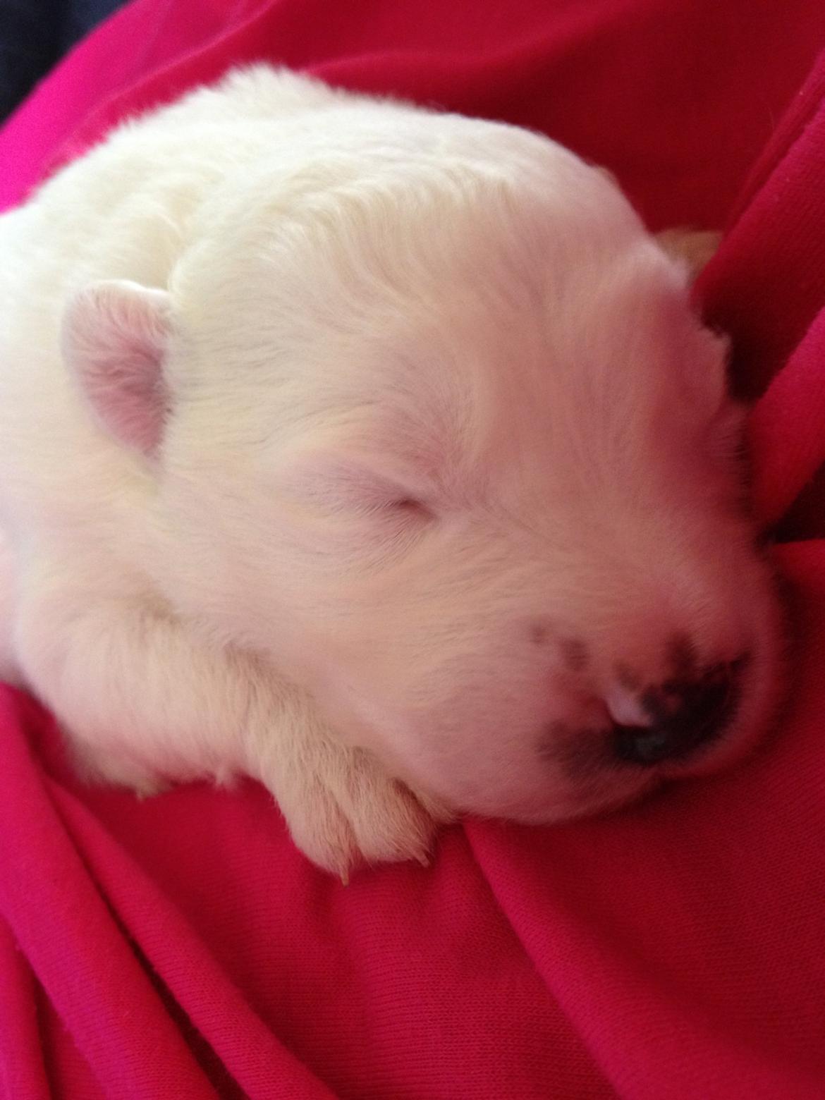 Samojedhund monik billede 2