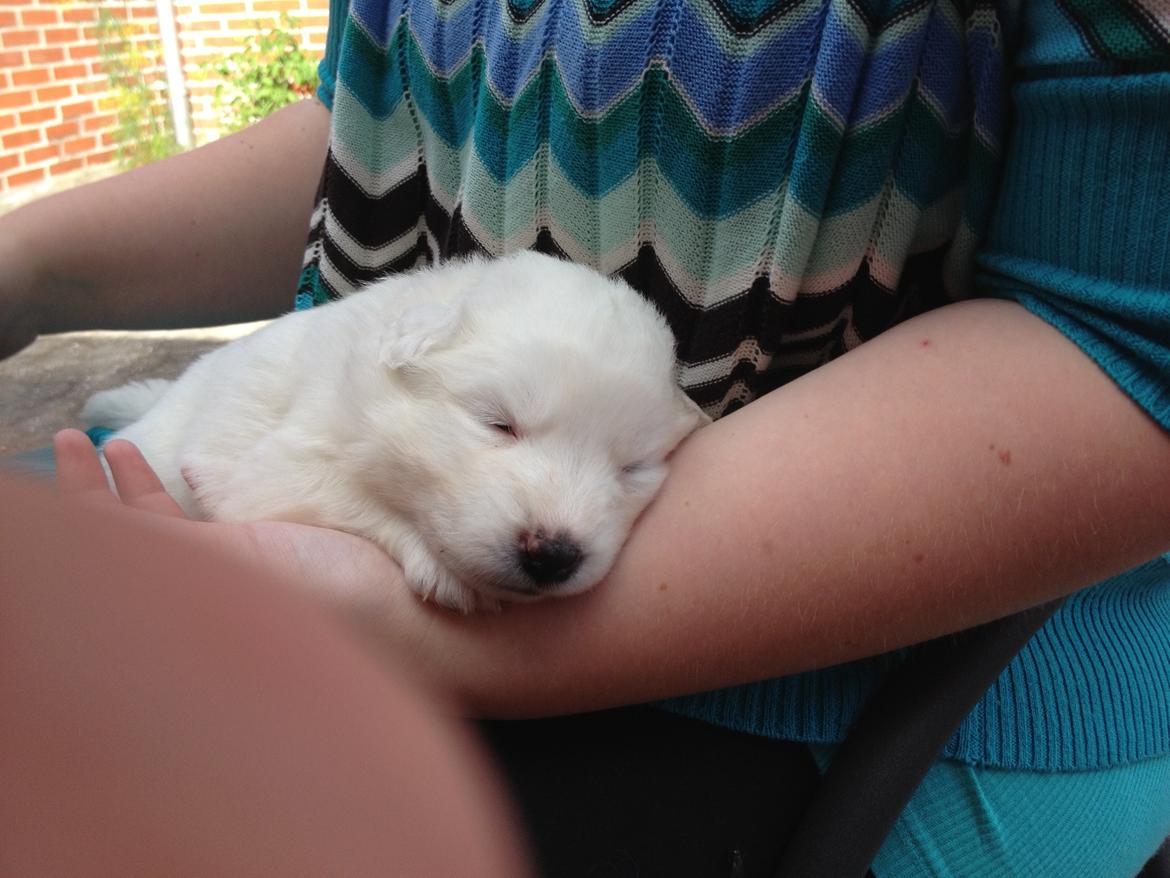 Samojedhund monik billede 3