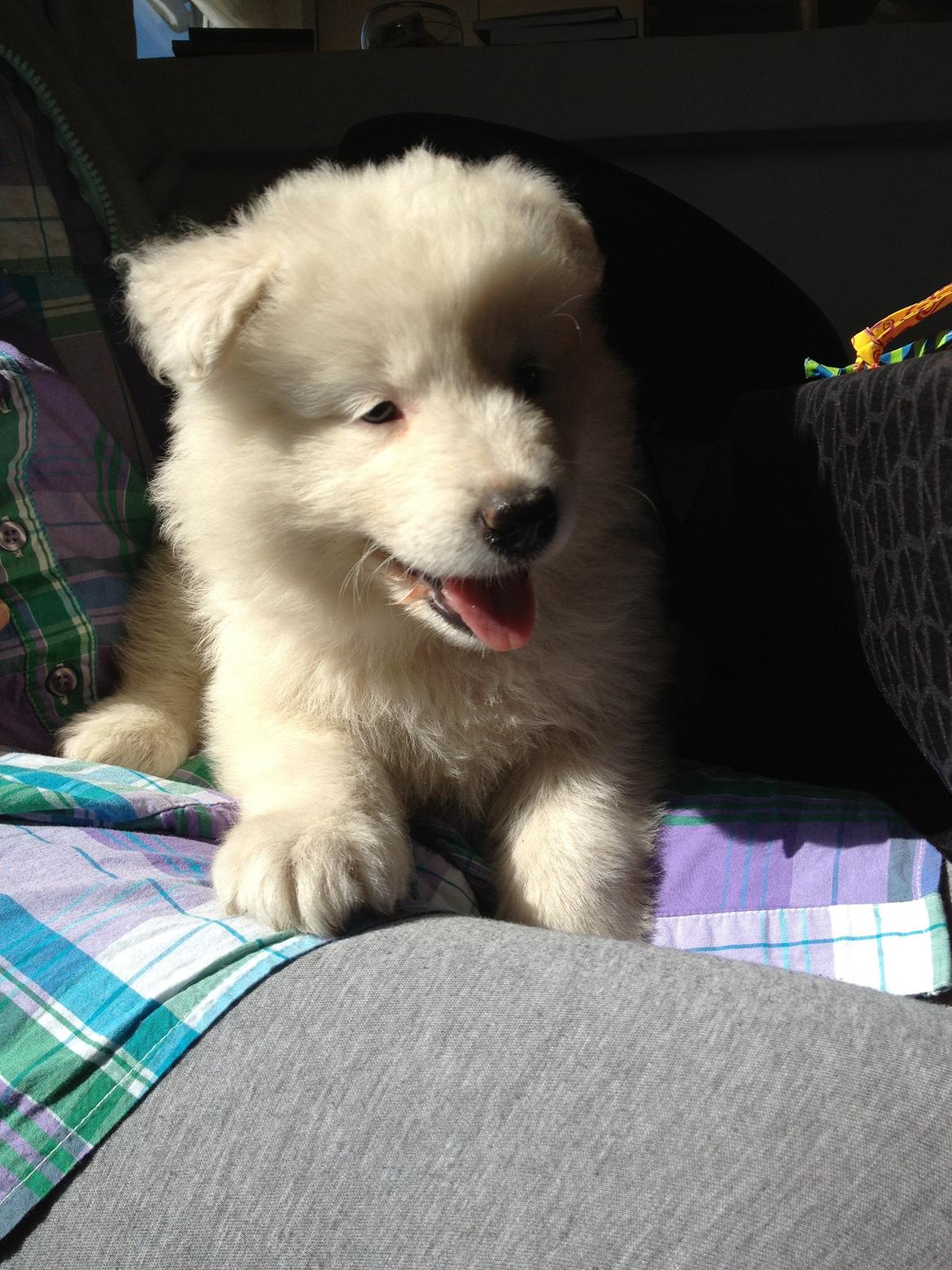 Samojedhund monik billede 4