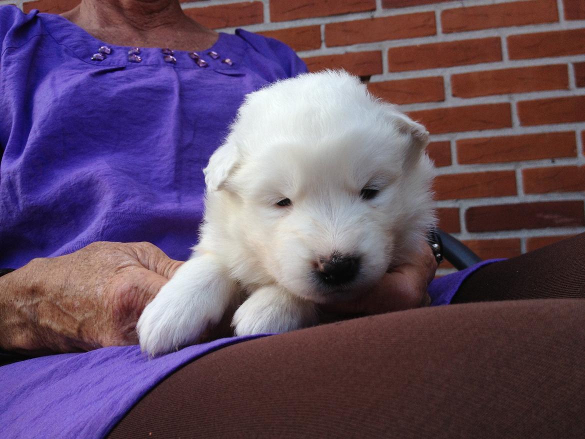 Samojedhund monik billede 5