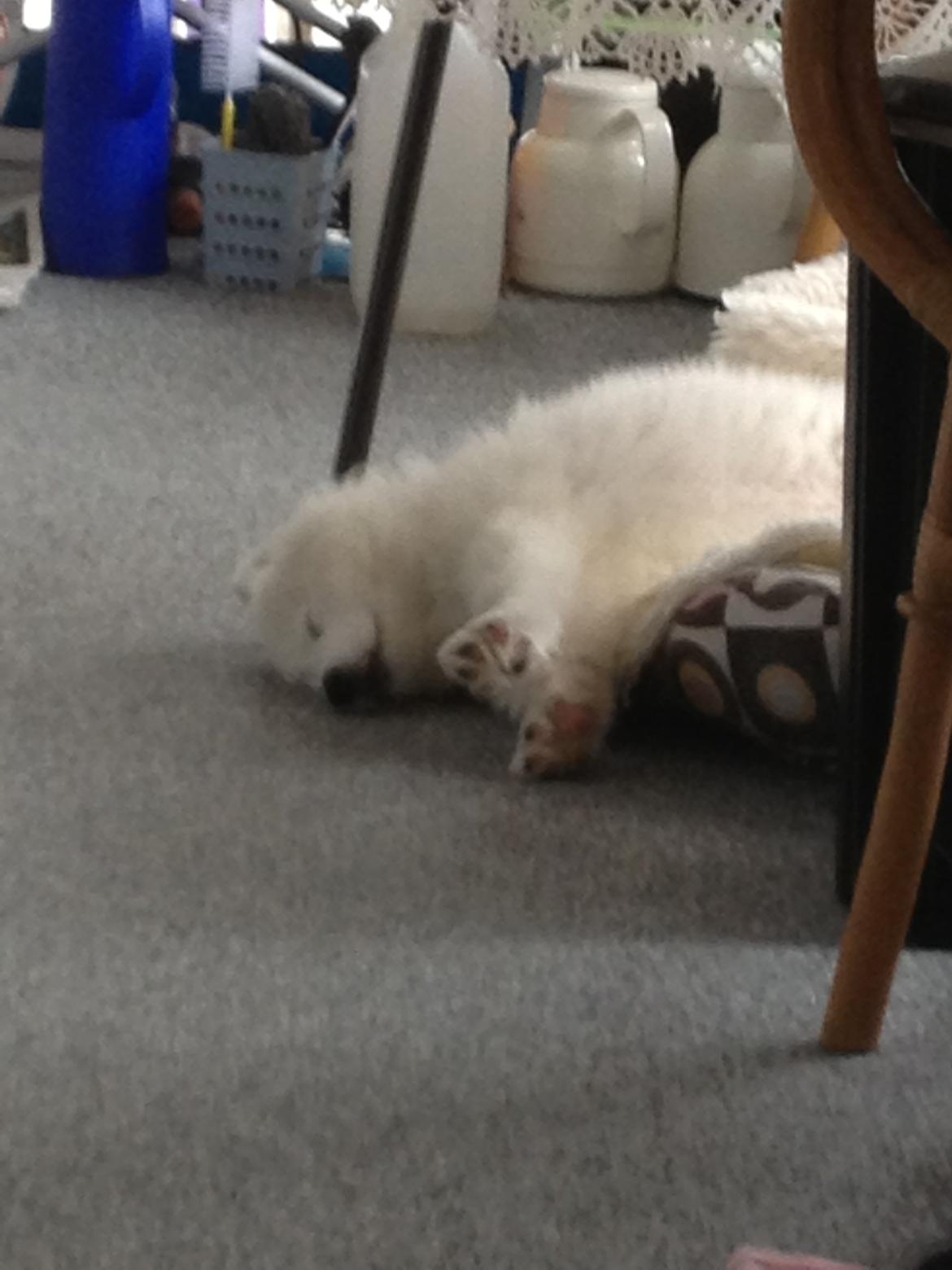 Samojedhund monik billede 6