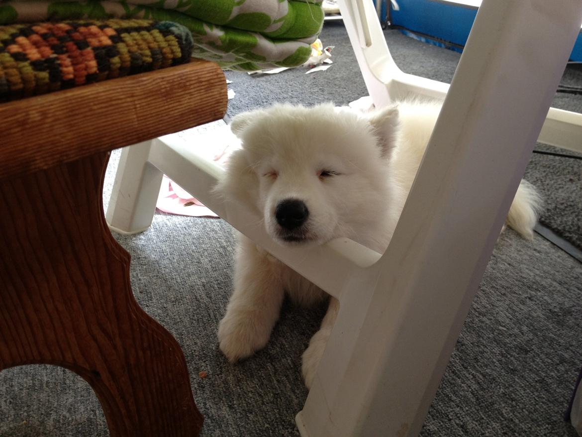 Samojedhund monik billede 7