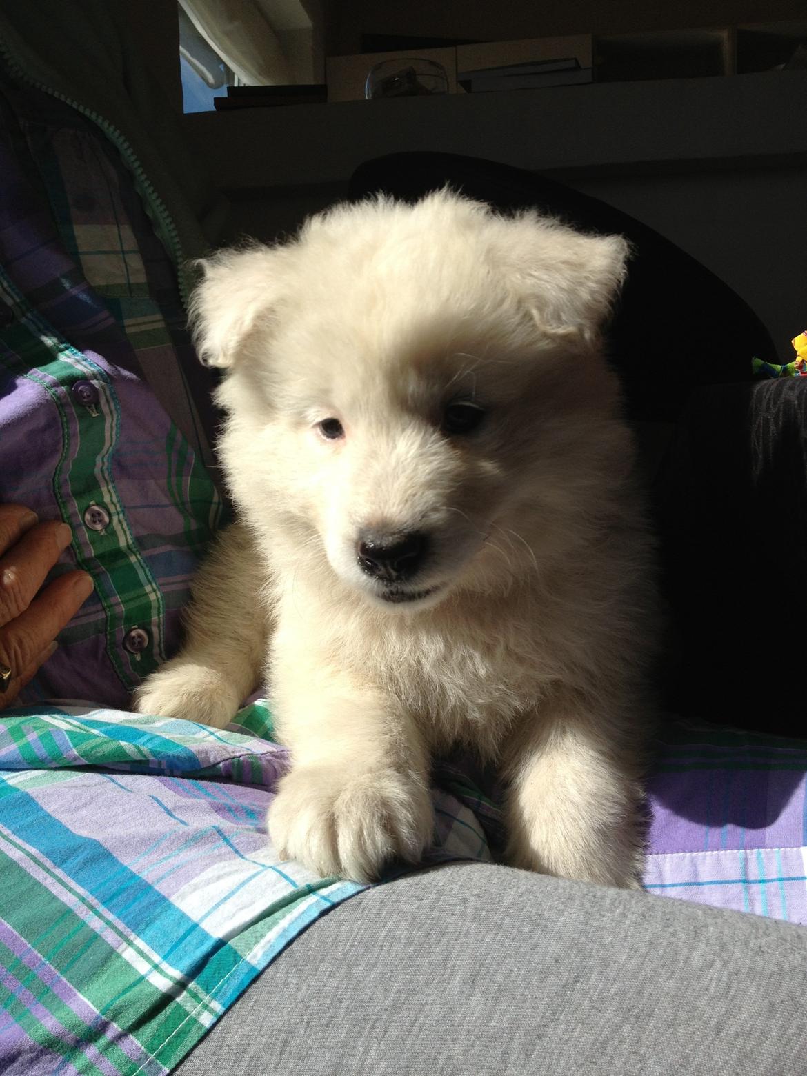 Samojedhund monik billede 8