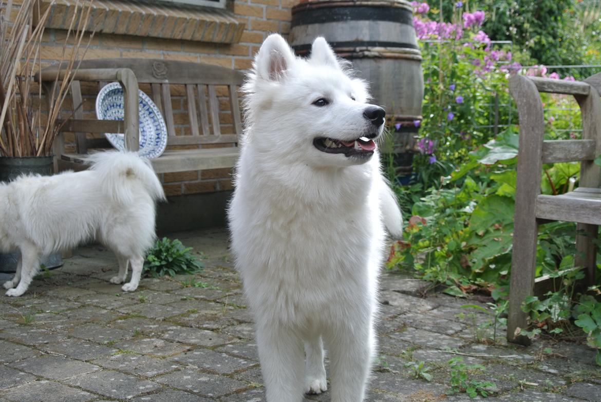 Samojedhund Mumrikken billede 1