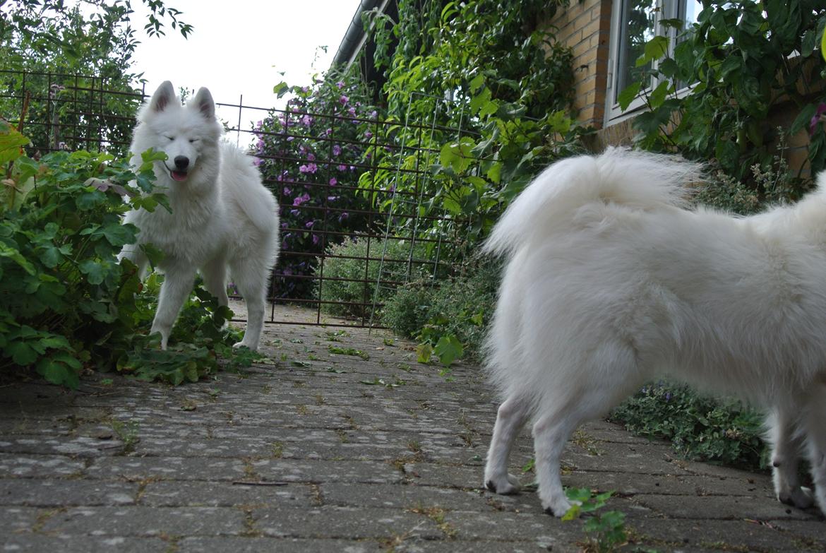 Samojedhund Mumrikken billede 2