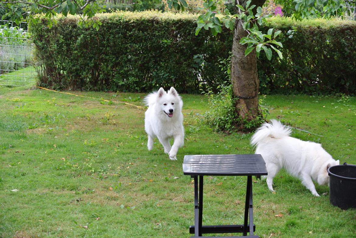 Samojedhund Mumrikken billede 5