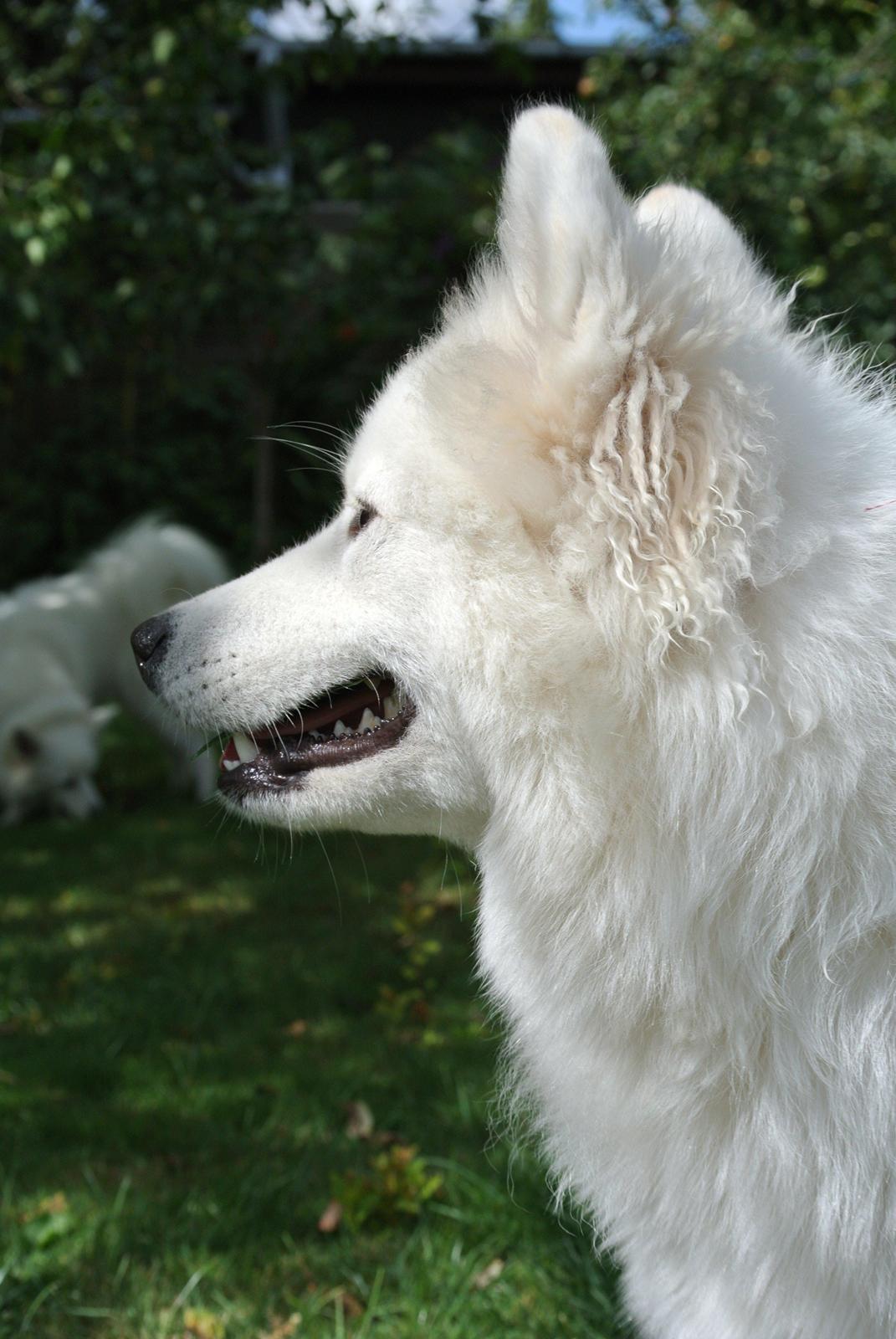 Samojedhund Mumrikken billede 9