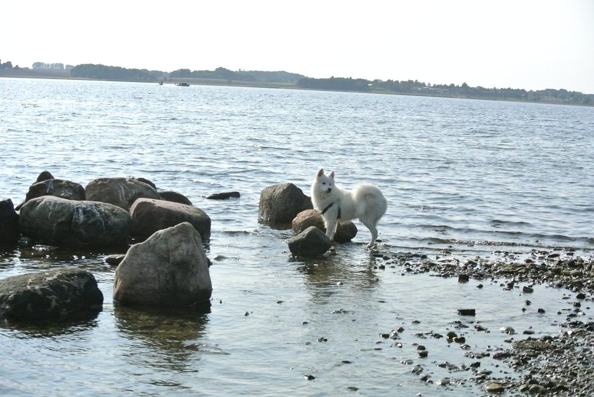 Samojedhund Mumrikken billede 6