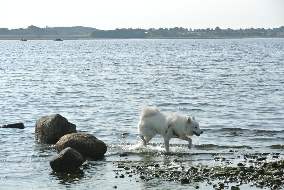 Samojedhund Mumrikken billede 8